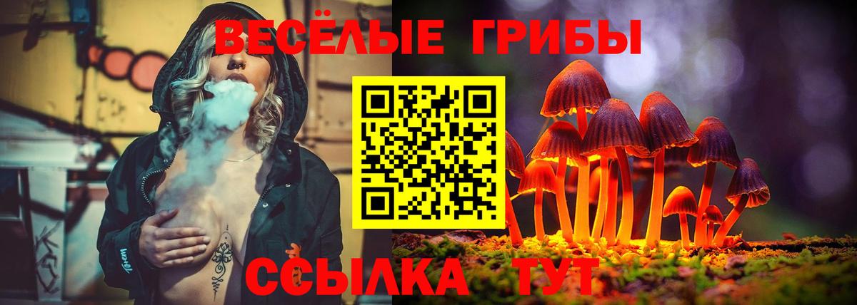 Псилоцибиновые грибы Psilocybine cubensis Мурино